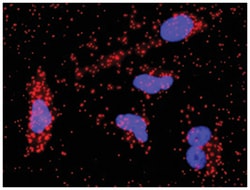 Abnova Corporation anti-FGFR1, CTNNB1 Protein Protein Interaction Antibody Pair, Abnova™