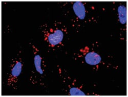 anti-AKT1, EIF4EBP1 Protein Protein Interaction Antibody Pair, Abnova™