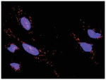 anti-GRAP2, ERBB2 Protein Protein Interaction Antibody Pair, Abnova™