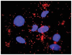 Abnova Corporation&nbsp;anti-MAPK8, SMAD3 Protein Protein Interaction Antibody Pair, Abnova&trade;