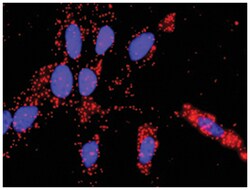 Abnova Corporation&nbsp;anti-VEGFB, VEGFA Protein Protein Interaction Antibody Pair, Abnova&trade;