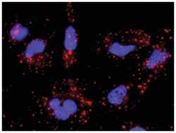 anti-CDK4, SMAD3 Protein Protein Interaction Antibody Pair, Abnova™