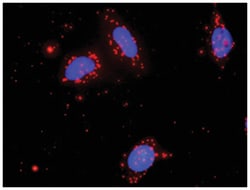 anti-MAP3K7, NLK Protein Protein Interaction Antibody Pair, Abnova™