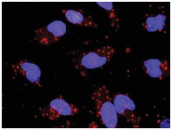 anti-DUSP4, MAPK9 Protein Protein Interaction Antibody Pair, Abnova™
