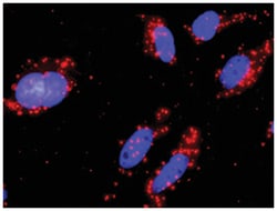 anti-PIK3R1, PIK3CB Protein Protein Interaction Antibody Pair, Abnova™