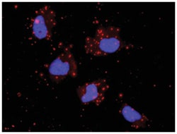 anti-GSK3B, JUN Protein Protein Interaction Antibody Pair, Abnova™