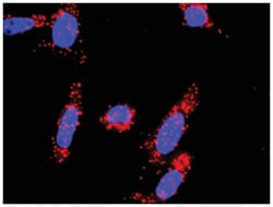 anti-CDKN1A, SKP2 Protein Protein Interaction Antibody Pair, Abnova™