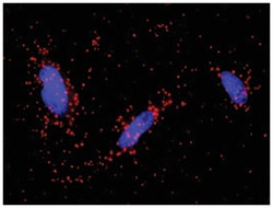 Abnova Corporation&nbsp;anti-STAT1(Phospho S727), STAT1 Protein Protein Interaction Antibody Pair, Abnova&trade;