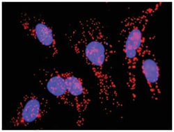 anti-MYL2(Phospho S18), MYL2 Protein Protein Interaction Antibody Pair,