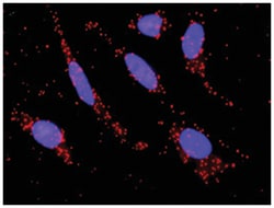 Abnova Corporation&nbsp;anti-NOS3(Phospho S1177), NOS3 Protein Protein Interaction Antibody Pair, Abnova&trade;