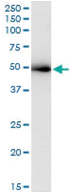 anti-ACTL6A, Human, IP-WB Antibody Pair, Abnova™