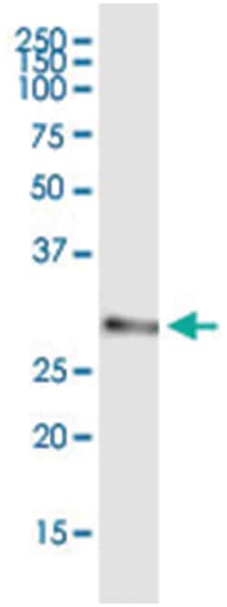 anti-AES, Human, IP-WB Antibody Pair, Abnova&trade;