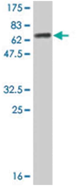 AHCY, Mouse, Clone: 1E11-1A7, Abnova 200&mu;L; Unlabeled:Antibodies, Monoclonal