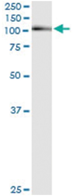 anti-AHR, Human, IP-WB Antibody Pair, Abnova&trade;