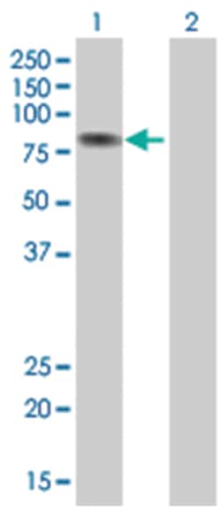 AHR 293T Cell Overexpression Lysate (Denatured), Abnova 100 &mu;L | Buy Online | Abnova | Fisher Scientific