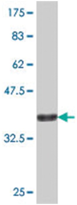 AK3L1, Mouse, Polyclonal Antibody, Abnova 50&mu;L; Unlabeled:Antibodies,