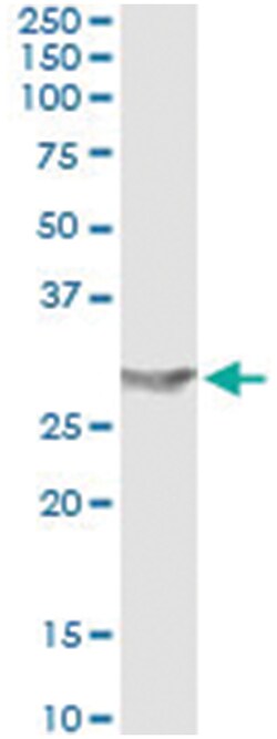 anti-APOA1, Human, IP-WB Antibody Pair, Abnova™