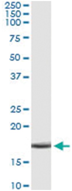 anti-APOC4, Human, IP-WB Antibody Pair, Abnova&trade;