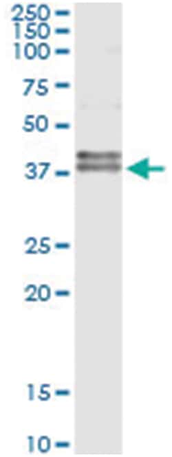 FAS, Human, IP-WB Antibody Pair (PW2), Abnova&trade;