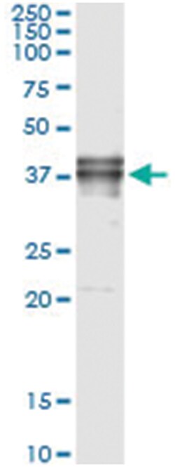 FAS, Human, IP-WB Antibody Pair (PW3), Abnova&trade;