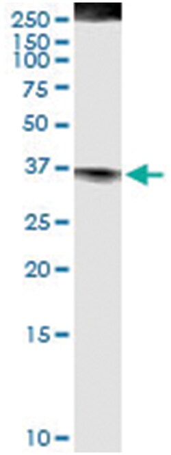 anti-FASLG, Human, IP-WB Antibody Pair, Abnova&trade;
