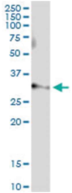 anti-ART4, Human, IP-WB Antibody Pair, Abnova&trade;