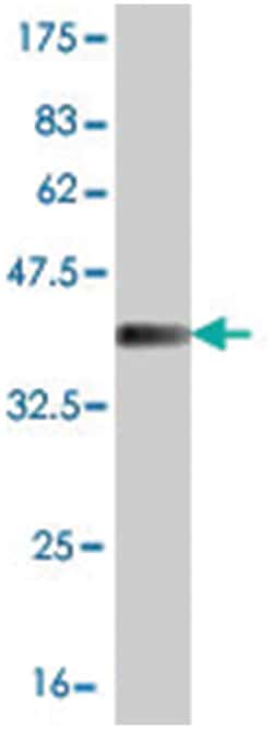 atonal homolog 1 (Drosophila), Mouse, Clone: 1F3, Abnova&trade;