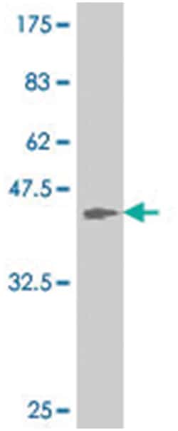 ATOH1, Mouse, Clone: 2B7, Abnova 100&mu;g; Unlabeled:Antibodies, Monoclonal