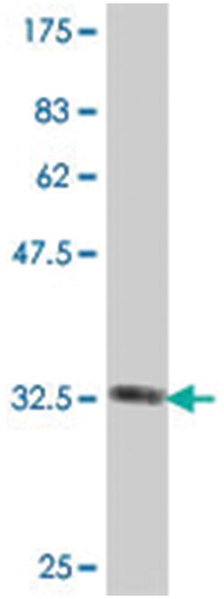 AUH, Mouse, Polyclonal Antibody, Abnova 50&mu;L; Unlabeled:Antibodies,