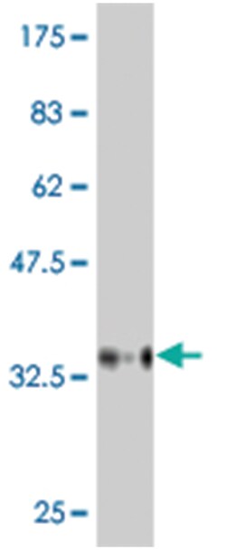 BAI2, Mouse, Clone: 6A12, Abnova 100&mu;g; Unlabeled:Antibodies, Monoclonal