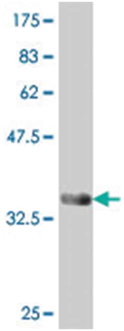 BCL2A1, Mouse, Polyclonal Antibody, Abnova 50μL; Unlabeled:Antibodies,