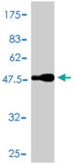 BCL2L1, Mouse, Polyclonal Antibody, Abnova 50&mu;L; Unlabeled:Antibodies,
