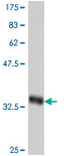BRS3, Mouse, Polyclonal Antibody, Abnova 50&mu;L; Unlabeled:Antibodies,