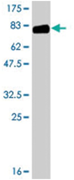 SERPING1, Mouse, Polyclonal Antibody, Abnova 50 &mu;L | Buy Online | Abnova | Fisher Scientific