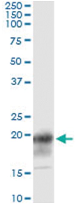 anti-CD247, Human, IP-WB Antibody Pair, Abnova&trade;