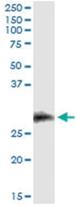 anti-CD7, Human, IP-WB Antibody Pair, Abnova™