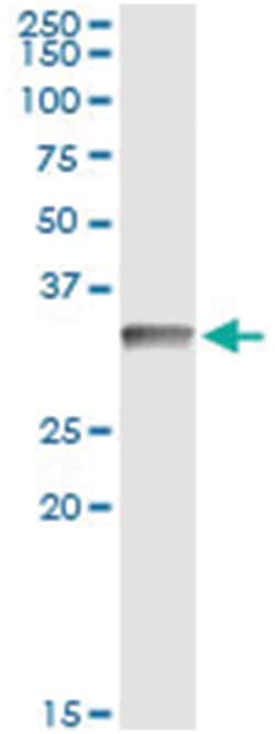 CD80, Human, IP-WB Antibody Pair (PW2), Abnova&trade;