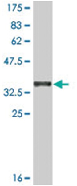CDH12, Mouse, Clone: 1B4, Abnova 200&mu;L; Unlabeled:Antibodies, Monoclonal