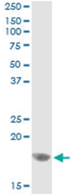 CEBPG, Human, IP-WB Antibody Pair (PW2), Abnova&trade;