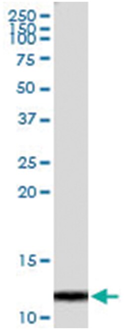 CLPS, Human, IP-WB Antibody Pair (PW1), Abnova&trade;
