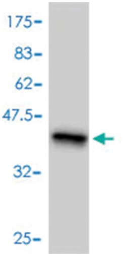 CRKL, Mouse, Polyclonal Antibody, Abnova 50&mu;L; Unlabeled:Antibodies,
