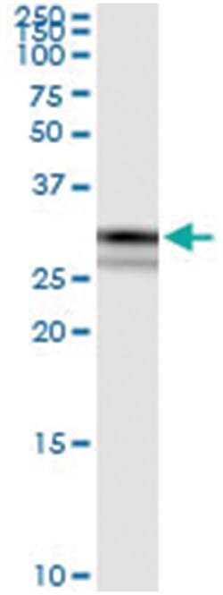 anti-CRYZ, Human, IP-WB Antibody Pair, Abnova 1 Set:Antibodies, Monoclonal/Polyclonal