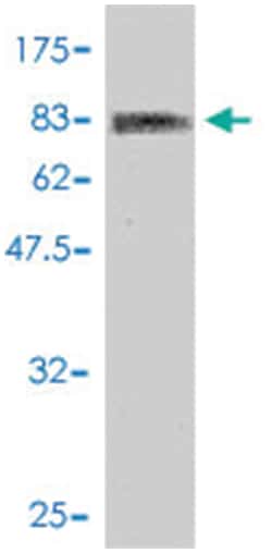 CSTF2, Mouse, Polyclonal Antibody, Abnova 50 &mu;L | Buy Online | Abnova | Fisher Scientific