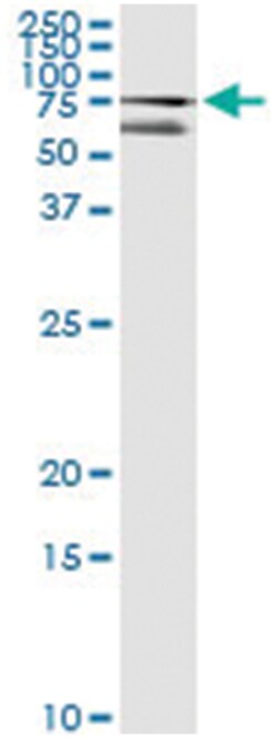 CUX1, Human, IP-WB Antibody Pair (PW2), Abnova™