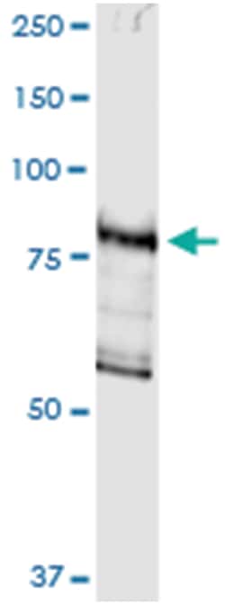 anti-DGKG, Human, IP-WB Antibody Pair, Abnova 1 Set:Antibodies, Monoclonal/Polyclonal