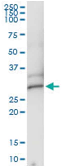 anti-DCK, Human, IP-WB Antibody Pair, Abnova™