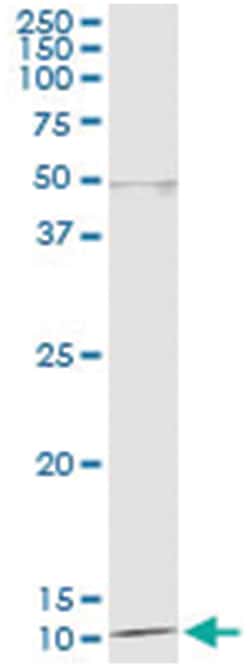 anti-DDT, Human, IP-WB Antibody Pair, Abnova&trade;