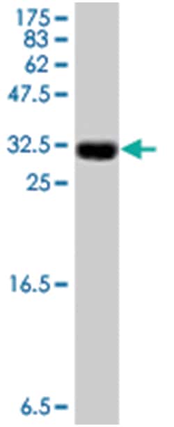 dual specificity phosphatase 1, Mouse, Polyclonal Antibody, Abnova 50&mu;L;