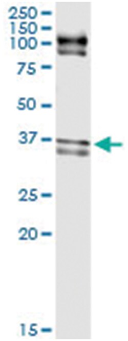 anti-ELAVL1, Human, IP-WB Antibody Pair, Abnova 1 Set:Antibodies, Monoclonal/Polyclonal
