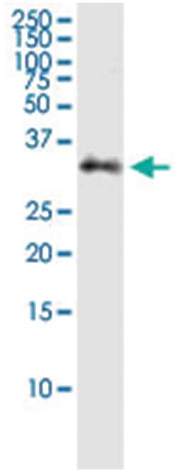 anti-STX2, Human, IP-WB Antibody Pair, Abnova™